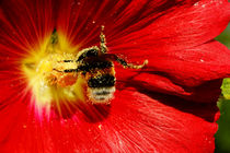 Hummel in roter Stockrose von Sabine Radtke