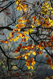 Goldener Herbst VIII von meleah