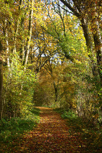 Herbstwald 6 von Bernhard Kaiser