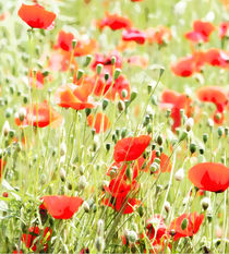 Mohn Blumen von Uwe Ruhrmann