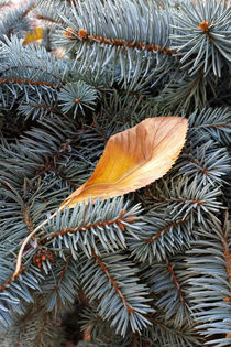 autumn and winter von feiermar