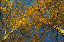 Birken im Herbst, Betula von Sabine Radtke