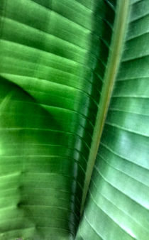 Palm Leaf #1 by Jon Briggs | dzynwrld