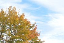 Herbst in Pastell by ysanne