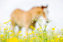 Haflinger Fohlen  by cavallo-magazin