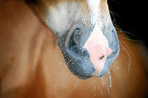 Haflinger Nüstern by cavallo-magazin