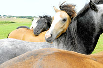 Pferdeherde von cavallo-magazin