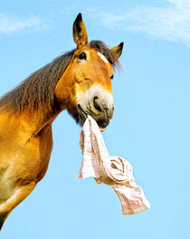 Pferd apportiert by cavallo-magazin