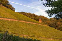 Weinberge am Fuße des Drachenfels von Frank Landsberg