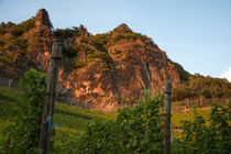 Weinberge am Fuße des Drachenfels by Frank Landsberg