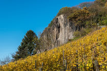 Herbstliche Weinberge am Fuße des Drachenfels von Frank Landsberg