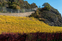 Herbstliche Weinberge am Fuße des Drachenfels by Frank Landsberg