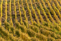 Herbstliche Weinberge am Fuße des Drachenfels von Frank Landsberg
