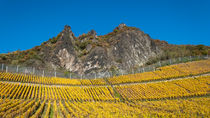 Herbstliche Weinberge am Fuße des Drachenfels by Frank Landsberg