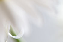 Ox-eye daisy flower macro  by Alexander Kurlovich