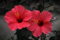 Hibiscus in love von Philipp Nickerl