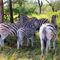 Safari-zebras