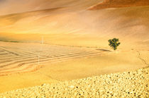 Landschaft Toskana Italien / italian landscape Tuscany von Thomas Schaefer