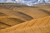 Landschaft Toskana Italien / italian landscape Tuscany von Thomas Schaefer