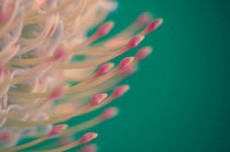 *****Protea Detail von Gabriele Brummer