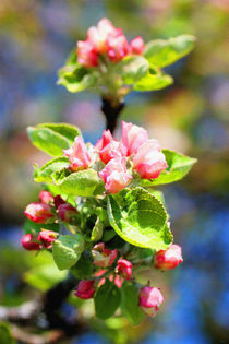 Apfelblüte I von Uwe Ruhrmann