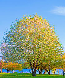 Im Park I von Uwe Ruhrmann