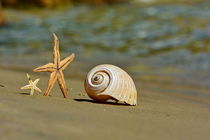 The Shell by Sorin Lazar Photography