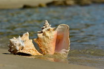 The Shells von Sorin Lazar Photography