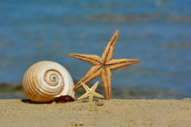 The Shell von Sorin Lazar Photography