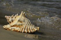 The Shell by Sorin Lazar Photography