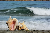 The Shells by Sorin Lazar Photography