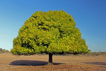 Mango Tree von Christian Hallweger