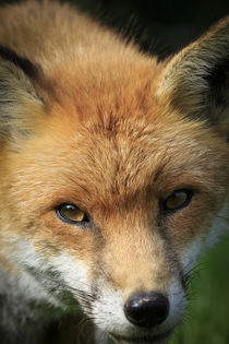 Red Fox by Christopher Smith