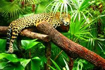 Jaguar im Dschungel von Belize von Mellieha Zacharias