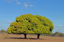 Mango Twins von Christian Hallweger