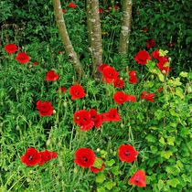 Gartenmohn von gscheffbuch