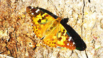 Schmetterling II by Uwe Ruhrmann