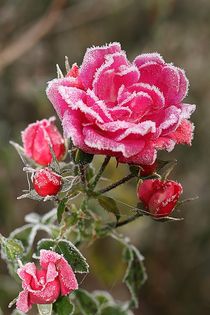 The last rose II by Anja  Bagunk