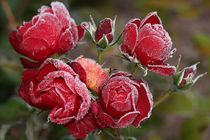 Die letzten roten Rosen by Anja  Bagunk