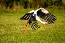 Weißstorch im Abflug von Christian Hallweger