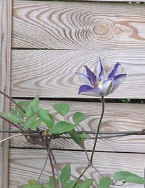 Blaue Clematis vor Holz von Angelika  Schütgens