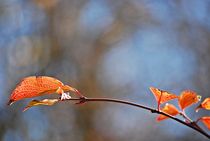 last leaves standing tough... 4 by loewenherz-artwork