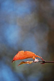 last leaves standing tough... 20 by loewenherz-artwork