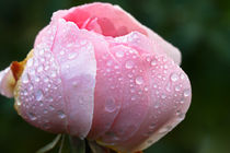 Rosenblüte im Herbst von Bernhard Kaiser