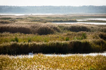 Swan Maze von Janis Upitis