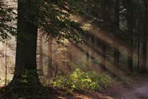 Licht im Wald von Bruno Schmidiger