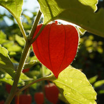 Lampionblume (Physalis alkekengi) by Sabine Radtke