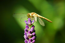  Weibliche, Blutrote Heidelibelle auf Lavendel by Sabine Radtke