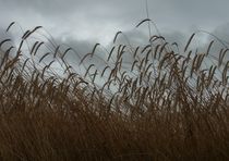 Sturm kommt auf by ysanne