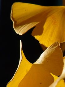 Gingkoblatt im Herbstlicht von ysanne